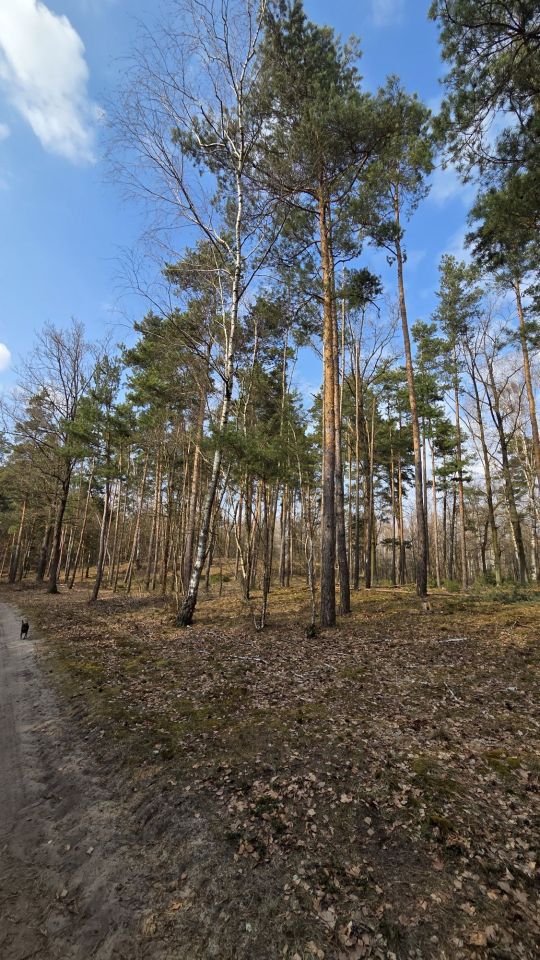 Działka leśna Borek Lipiński. Zdjęcie 5