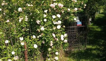 Działka rod Warszawa Paluch, ul. Kinetyczna