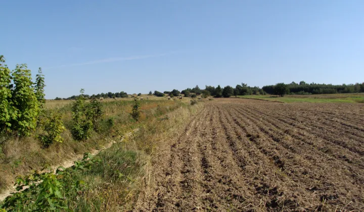 Działka rolno-budowlana Iłża, ul. Kampanii Wrześniowej