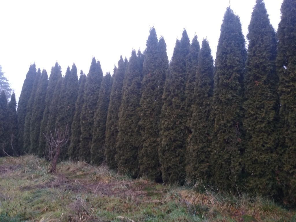 Działka rod Piła. Zdjęcie 5