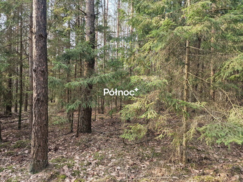 Działka leśna Poniklica. Zdjęcie 3