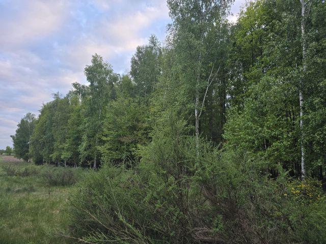 Działka leśna Berejów. Zdjęcie 1