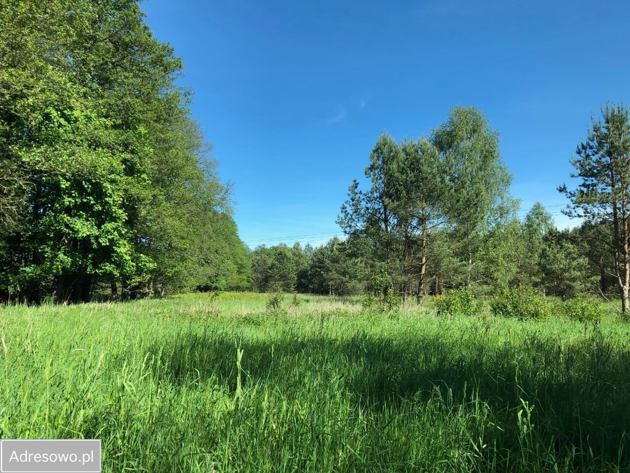 Działka leśna Wały. Zdjęcie 2