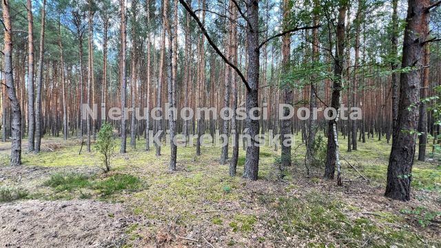 Działka rekreacyjna Inowłódz. Zdjęcie 13