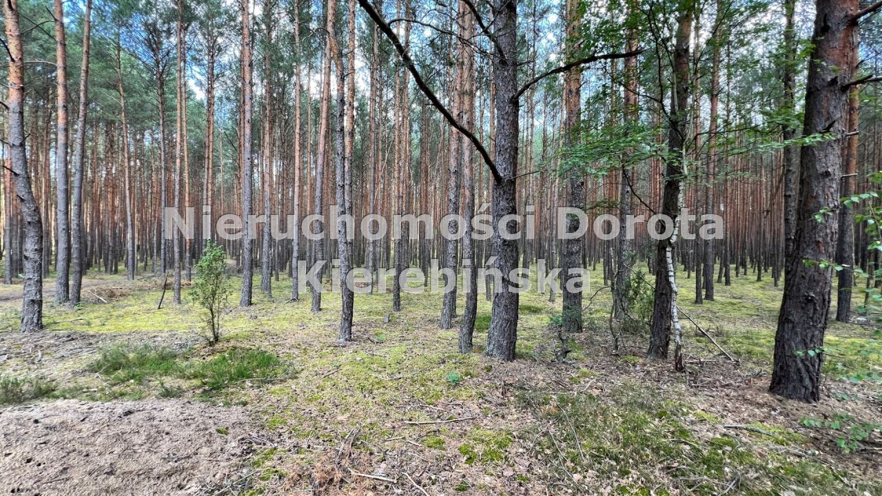 Działka rekreacyjna Inowłódz. Zdjęcie 13