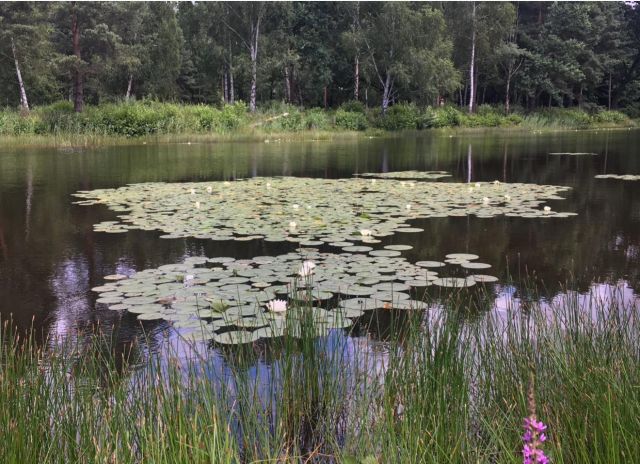 Działka budowlana Janinów, ul. Kolumbijska. Zdjęcie 1