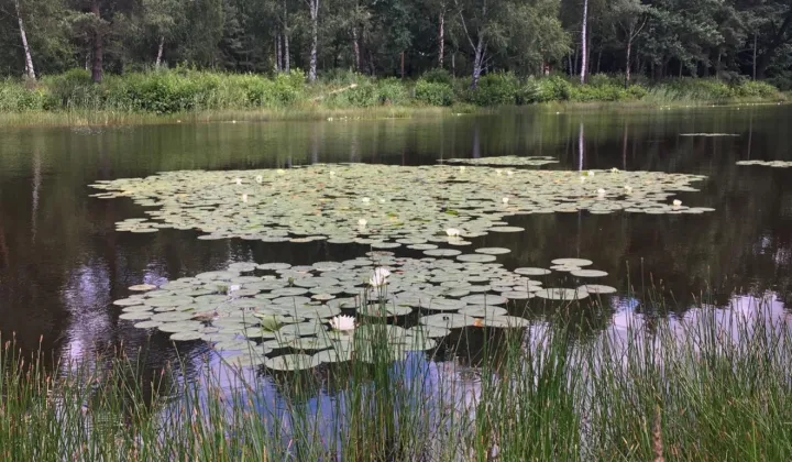Działka budowlana Janinów, ul. Kolumbijska