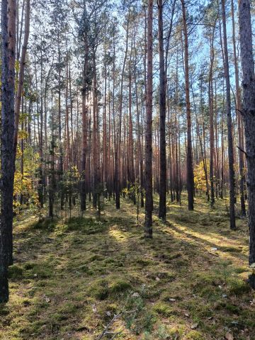 Działka rolna Rembów. Zdjęcie 1