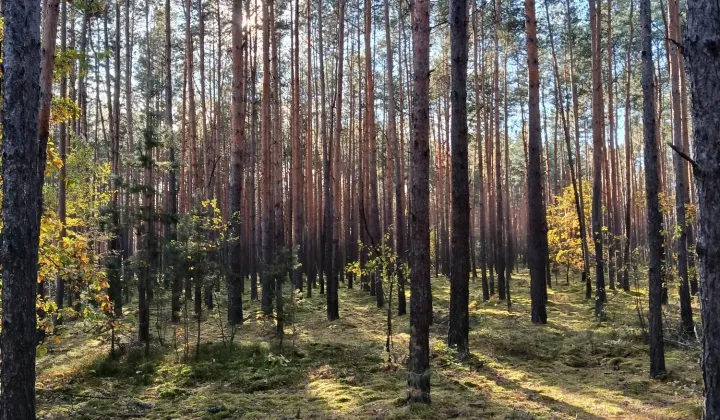Działka rolna Rembów