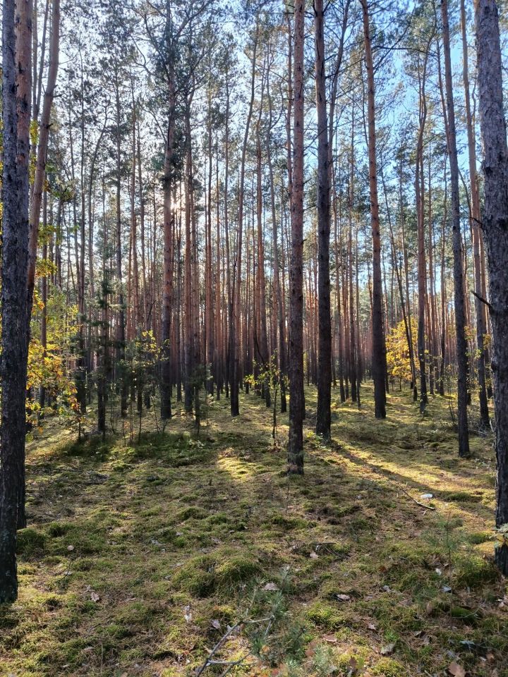Działka rolna Rembów. Zdjęcie 1