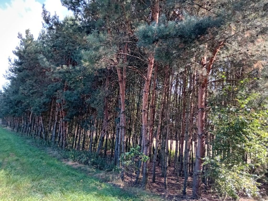 Działka leśna Niemierzyn. Zdjęcie 4