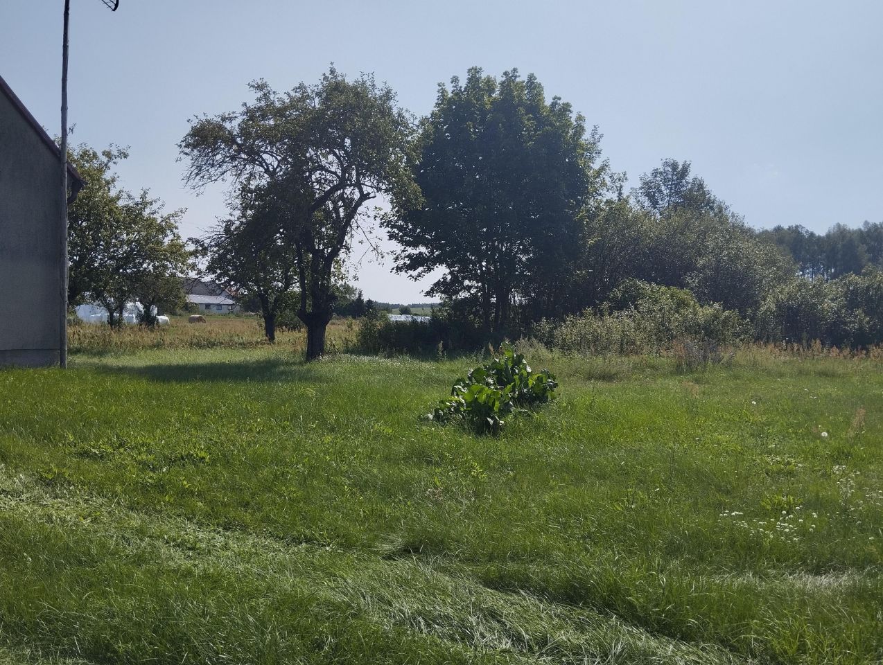 Działka siedliskowa Cisów. Zdjęcie 11