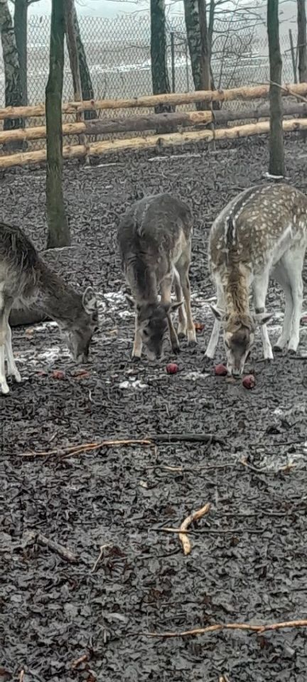 Działka leśna Rudniki. Zdjęcie 6