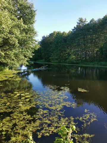 Działka rekreacyjna Wólka Zamkowa. Zdjęcie 1