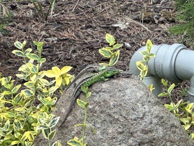 Działka rod Krępa, ul. Długa. Zdjęcie 13