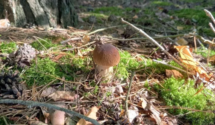 Działka rolna Grubsko
