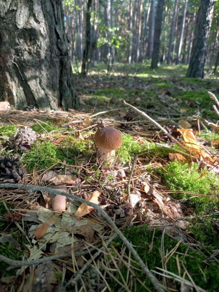 Działka rolna Grubsko. Zdjęcie 1