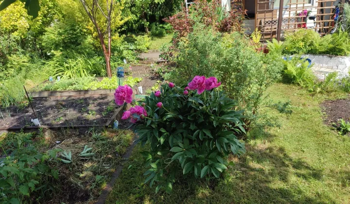 Działka rod Pruszcz Gdański