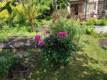 Działka rod Pruszcz Gdański