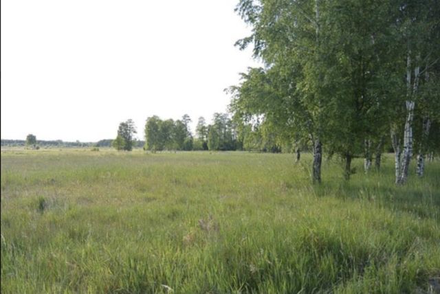 Działka rolna Guzew. Zdjęcie 1