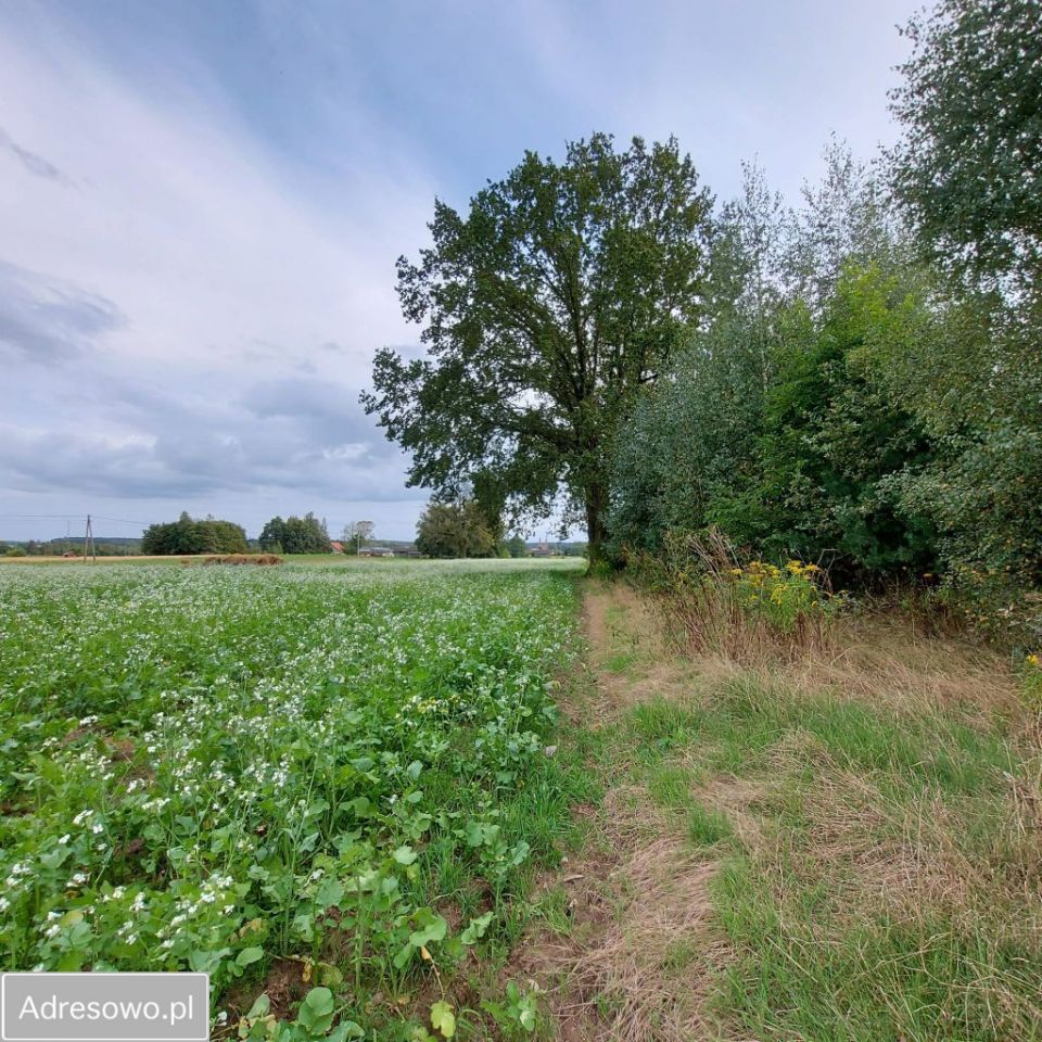 Działka siedliskowa Budy Dłutowskie. Zdjęcie 10