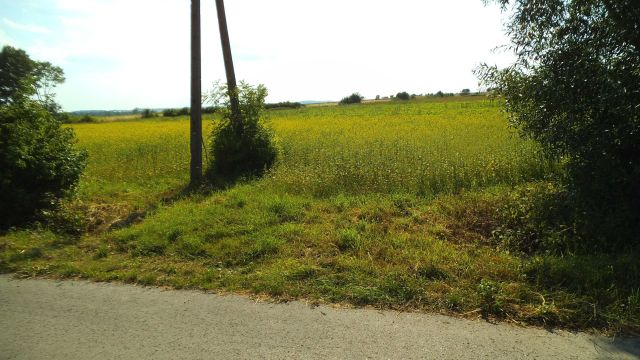 Działka budowlana Wierzbica. Zdjęcie 1