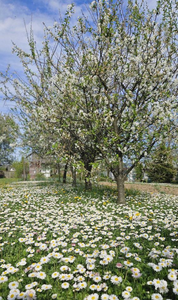 Działka rod Dębica, ul. 1 Maja. Zdjęcie 4