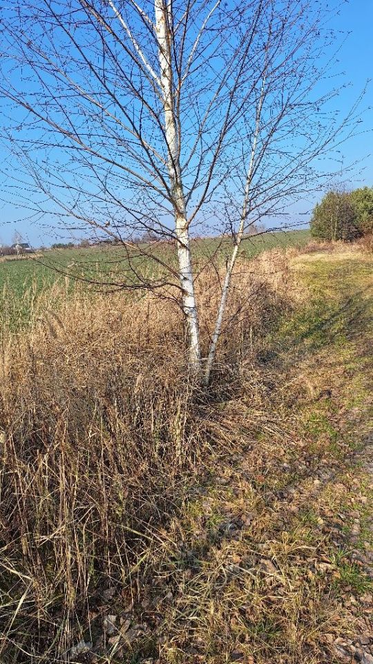 Działka rolno-budowlana Brzezia Łąka. Zdjęcie 2