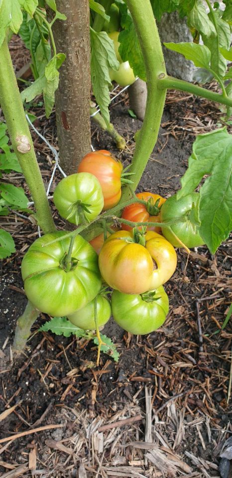 Działka rod Wrocław Śródmieście. Zdjęcie 2