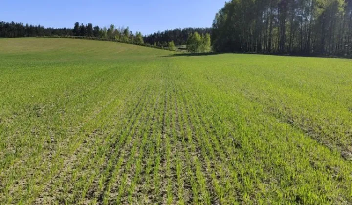 Działka Rokiciny