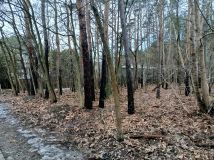 Działka leśna Legionowo, ul. Aleja Legionów. Zdjęcie 4