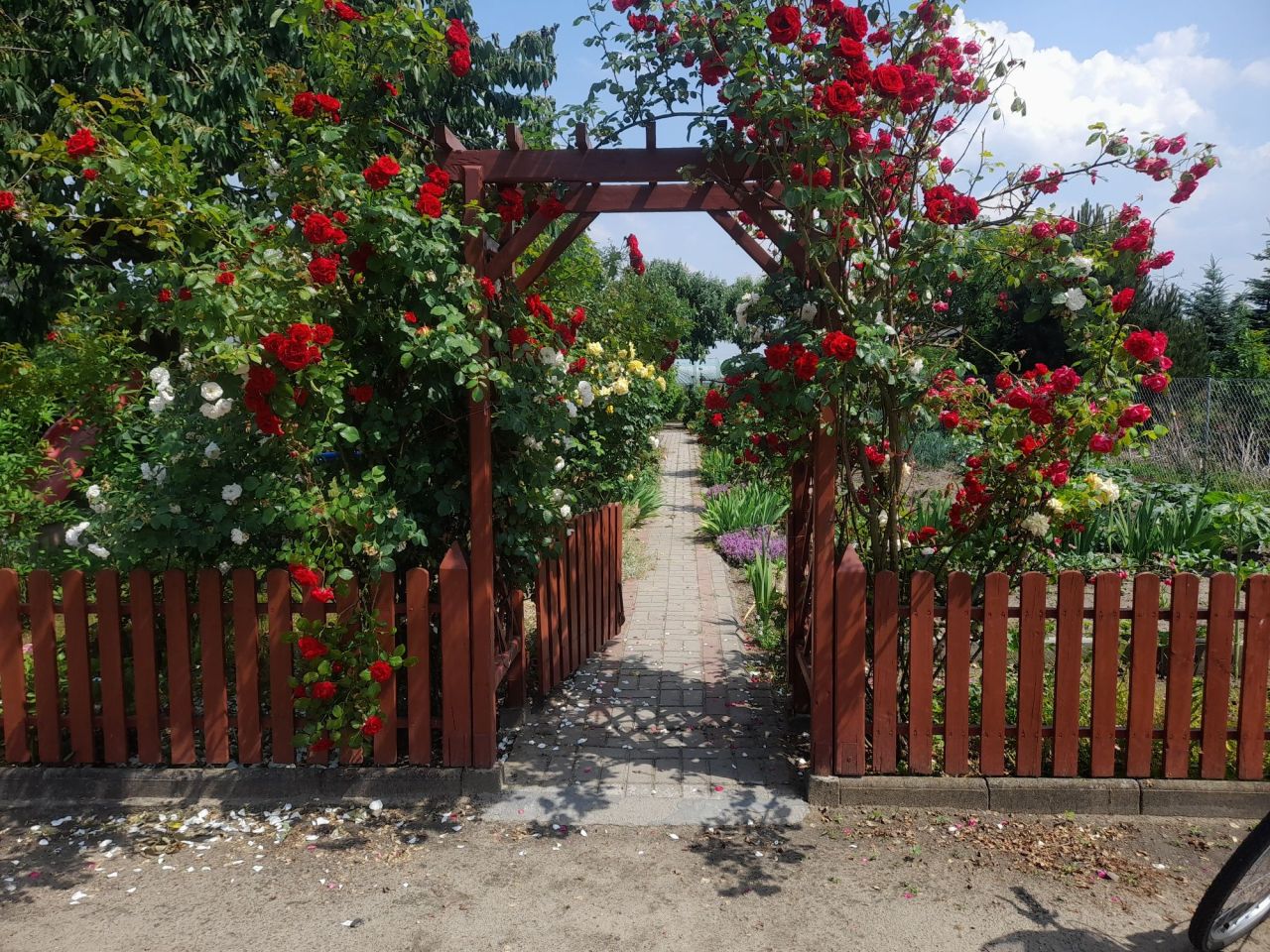 Działka rod Grodzisk Wielkopolski, ul. Działkowa. Zdjęcie 2