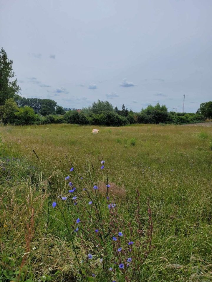 Działka budowlana Przysieka Polska. Zdjęcie 3