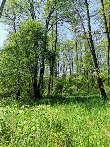 Działka leśna Ośrodek-Wyżnica. Zdjęcie 1