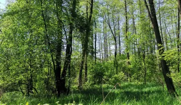 Działka na sprzedaż bez pośredników 
 
 Wilkołaz Drugi - Widok 5