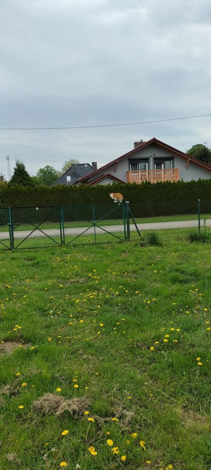 Działka rekreacyjna Kopice, Kopice. Zdjęcie 11