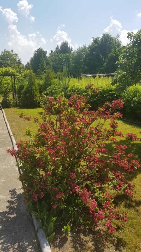 Działka rod Bytom, ul. Siemianowicka. Zdjęcie 8