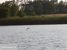 Działka rolno-budowlana Grabowo. Zdjęcie 1