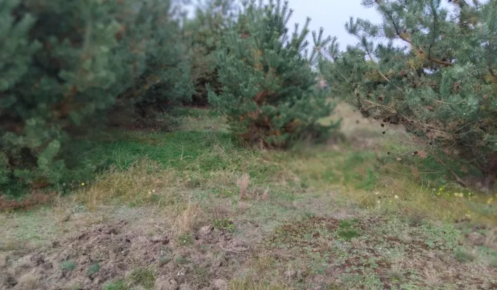 Działka budowlana Krzyżówka, ul. Wiejska