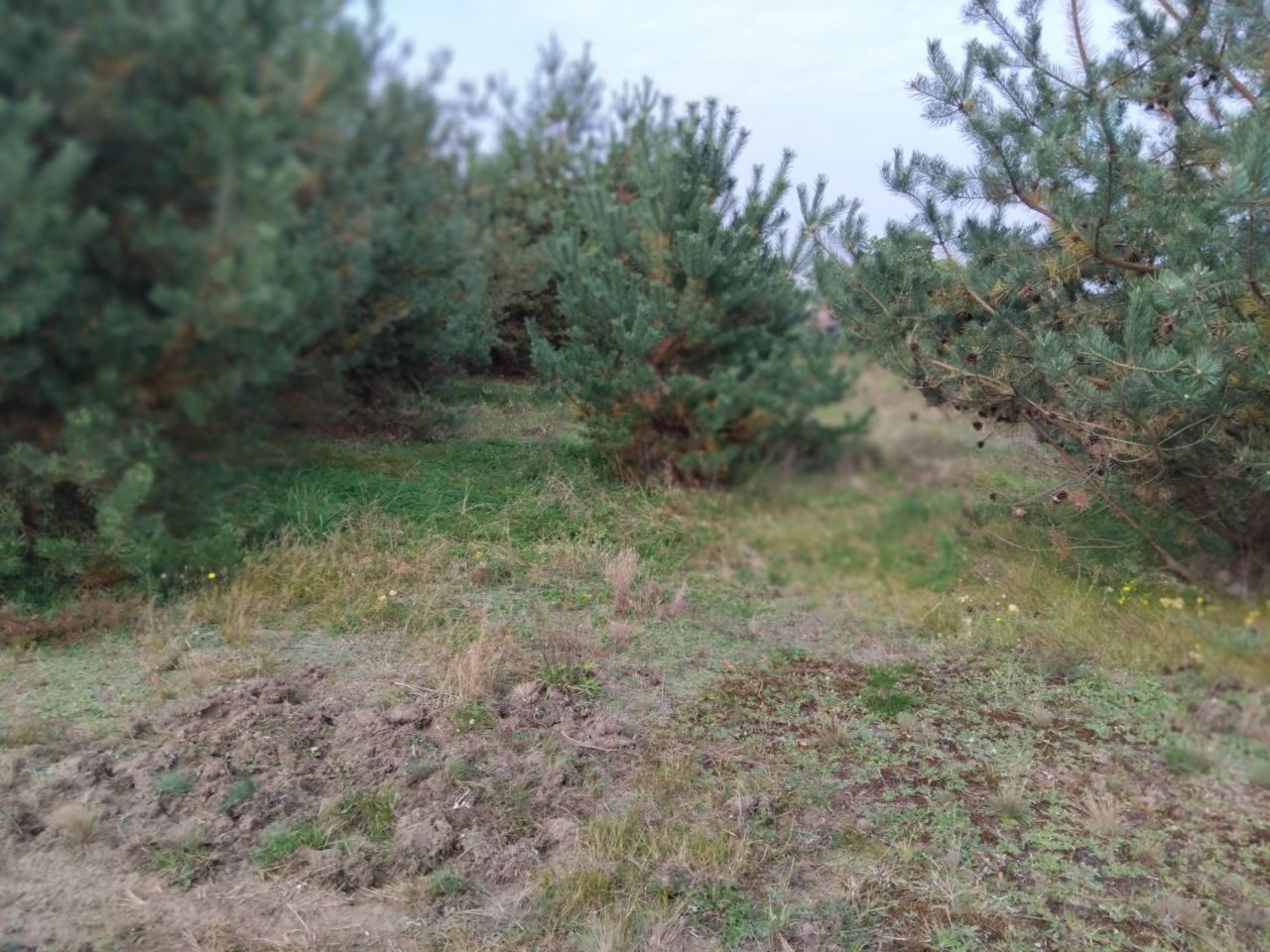 Działka budowlana Krzyżówka, ul. Wiejska. Zdjęcie 1