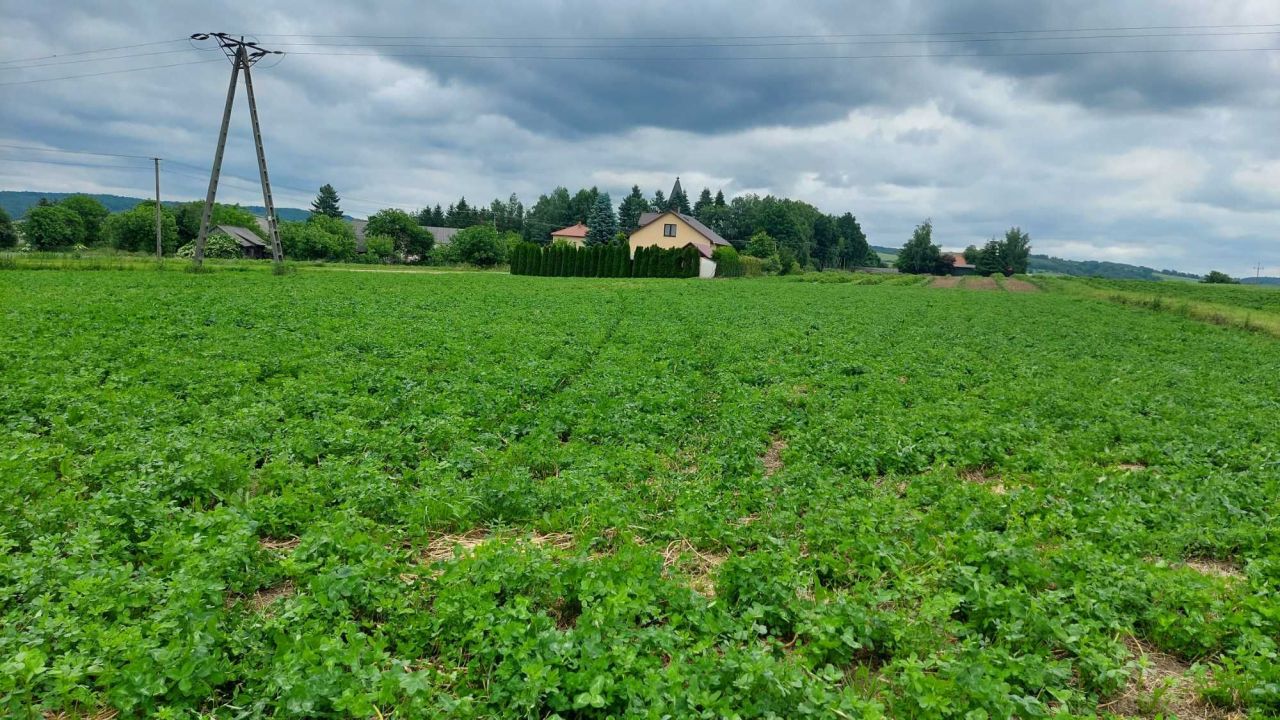 Działka rolno-budowlana Gorajec-Stara Wieś. Zdjęcie 5