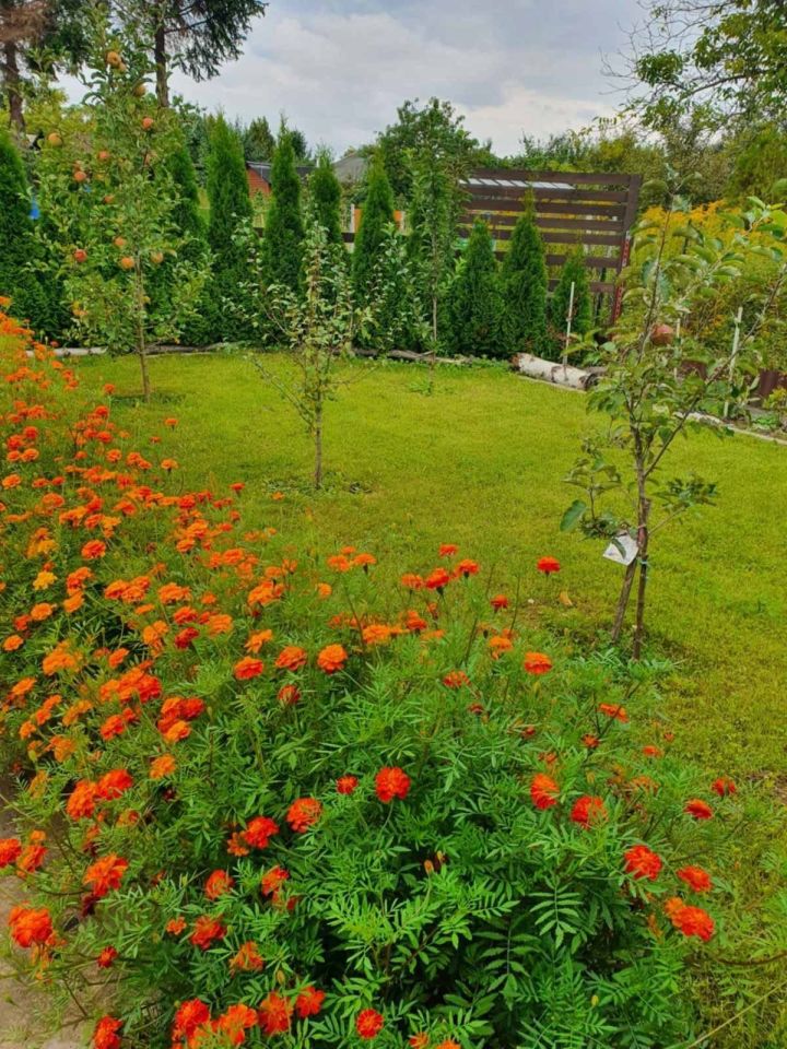 Działka rod Wrocław Krzyki, ul. Konduktorska. Zdjęcie 2