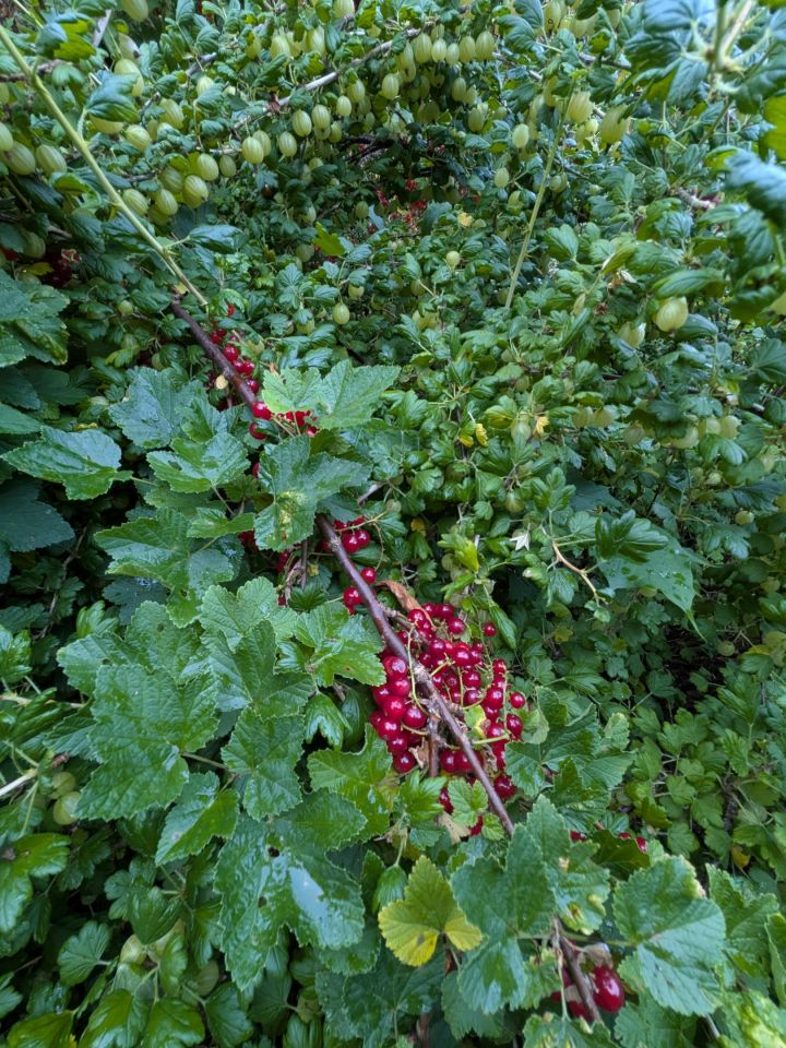 Działka rod Ciechanów Krubin, ul. Podleśna. Zdjęcie 19