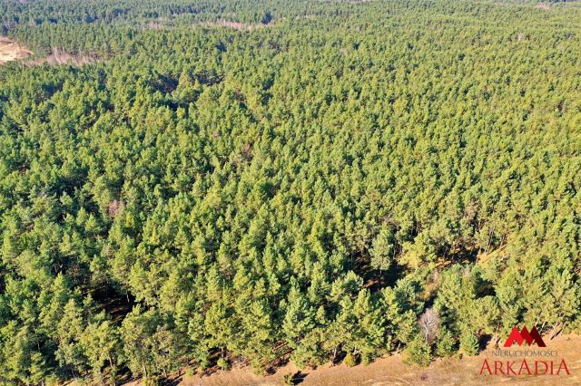 Działka leśna Bobrownickie Pole. Zdjęcie 3