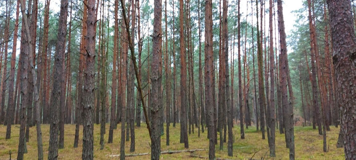 Działka leśna Kruszyna. Zdjęcie 8