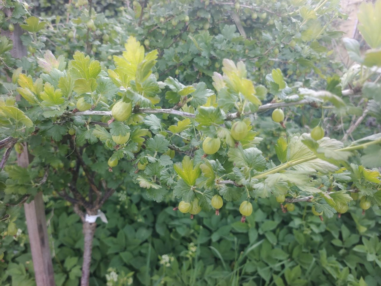 Działka rod Szczecin Świerczewo. Zdjęcie 6