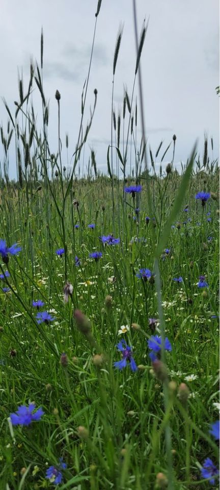 Działka budowlana Ostrowy. Zdjęcie 6
