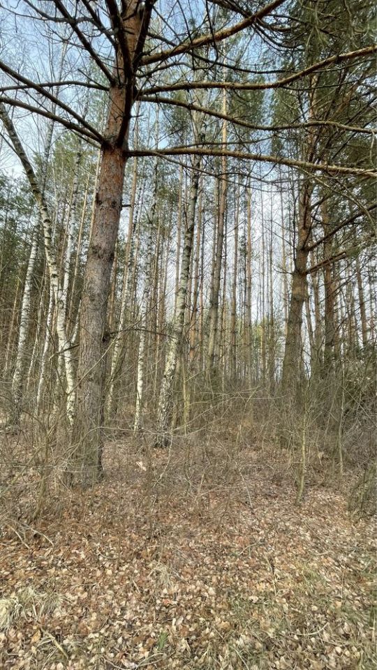 Działka Dubicze Cerkiewne. Zdjęcie 5