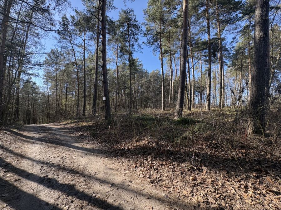 Działka leśna Żukowo. Zdjęcie 3