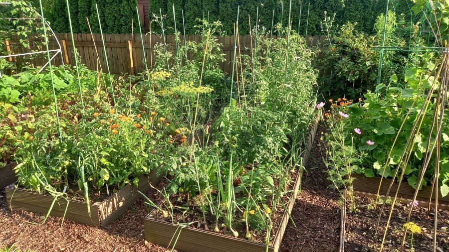 Działka rod Pruszcz Gdański, ul. Podmiejska. Zdjęcie 11